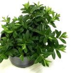 Хебе от Завода ФЛОРА