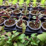 Альтернантера Sessilis Rubra - фото 3 от Завода ФЛОРА