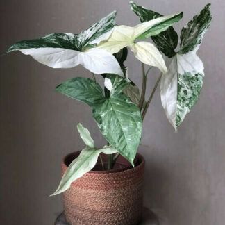 Сингониум  Imperial White (Империал Вайт)