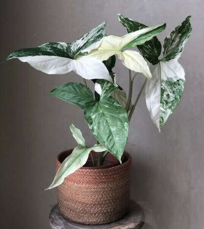 Сингониум  Imperial White (Империал Вайт)