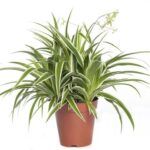 Хлорофитум Океан от Завода ФЛОРА