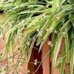 Хлорофитум Океан - фото 1 от Завода ФЛОРА