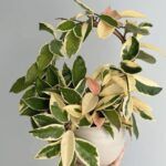 Хойя Кримсон Квин D12 от Завода ФЛОРА