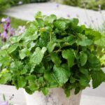 Мелисса Оранж Фреш  от Завода ФЛОРА