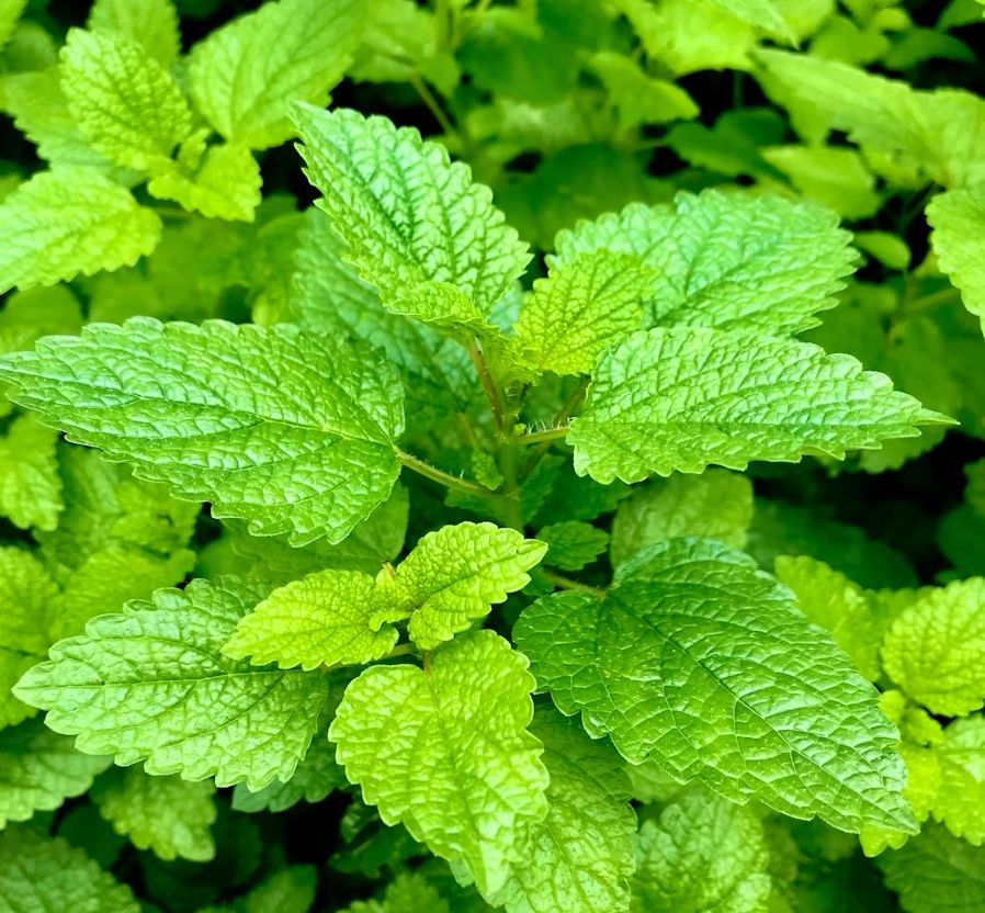 Мята Аврора от Завода ФЛОРА