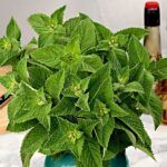 Мята Радуга от Завода ФЛОРА