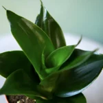 Сансевиерия Ханни D11 от Завода ФЛОРА