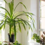 Пандаус от Завода ФЛОРА