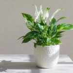 Спатифиллум Пёрл Купидо от Завода ФЛОРА