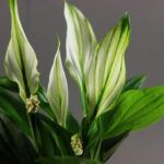 Спатифиллум Пёрл Купидо - фото 1 от Завода ФЛОРА