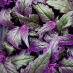 Гинура Gynura от Завода ФЛОРА