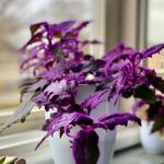 Гинура Оранжевая от Завода ФЛОРА