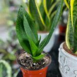 Сансевиерия Ханни D11 - фото 2 от Завода ФЛОРА