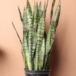 Сансевиерия Зейланика от Завода ФЛОРА