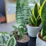 Сансевиерия Зейланика - фото 2 от Завода ФЛОРА