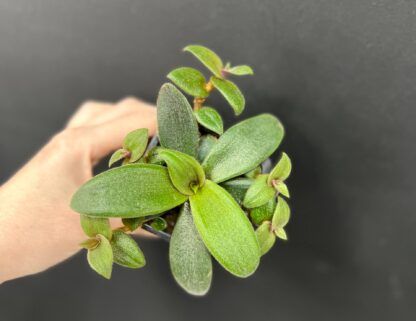 Цианотис кьюсский (Cyanotis kewensis) (0,2л.) — изображение 3