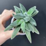 Крассула Сильвер Спарк - фото 1 от Завода ФЛОРА