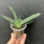 Гастерия Веррукоза - фото 1 от Завода ФЛОРА