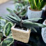 Гастерия Веррукоза от Завода ФЛОРА