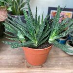 Гастерия Веррукоза от Завода ФЛОРА