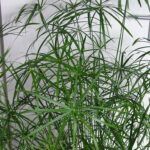 Циперус очереднолистный от Завода ФЛОРА