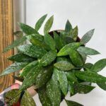 Хойя Карноза Публикалис D12 - фото 1 от Завода ФЛОРА