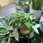 Хойя Карноза Публикалис D12 - фото 2 от Завода ФЛОРА