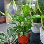 Спатифиллум Пёрл Купидо - фото 2 от Завода ФЛОРА