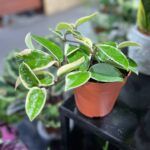 Хойя Кримсон Квин D12 - фото 2 от Завода ФЛОРА