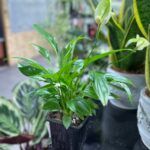 Спатифиллум Алана - фото 1 от Завода ФЛОРА