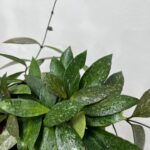 Хойя Карноза Публикалис D12 от Завода ФЛОРА