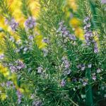 Розмарин Маресме - фото 2 от Завода ФЛОРА