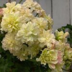 Пеларгония Rushmoore Zambezi - фото 3 от Завода ФЛОРА