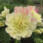 Пеларгония Rushmoore Zambezi от Завода ФЛОРА