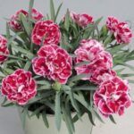 Гвоздика Super Trouper Diwali от Завода ФЛОРА