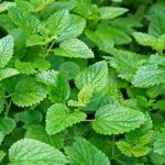 Мелисса от Завода ФЛОРА