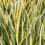 Сансевиерия Трифасциата Лауренти D12 - фото 1 от Завода ФЛОРА