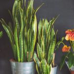 Сансевиерия Трифасциата Лауренти D12 от Завода ФЛОРА