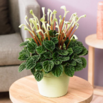 Пеперомия Каперата Лилиан - фото 1 от Завода ФЛОРА