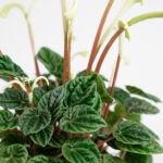 Пеперомия Каперата Лилиан от Завода ФЛОРА