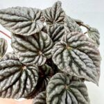 Пеперомия Каперата Грей Луна от Завода ФЛОРА