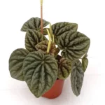 Пеперомия Каперата Грей Луна - фото 1 от Завода ФЛОРА