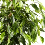 Фикус Бенджамина Анастасия - фото 1 от Завода ФЛОРА