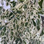 Фикус Бенджамин Старлайт от Завода ФЛОРА