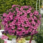 Петуния Potunia Pinkalicious от Завода ФЛОРА