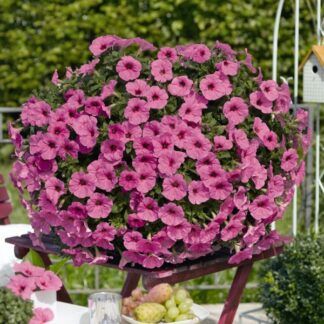 Петуния Potunia Pinkalicious (0,1л)