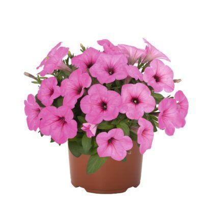 Петуния Potunia Pinkalicious (срезы/5шт) — изображение 2