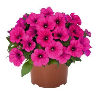 Петуния Potunia Neon (срезы/5шт)