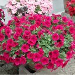 Петуния Potunia Neon - фото 1 от Завода ФЛОРА