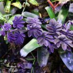 Соланум Улеанум Перпл - фото 3 от Завода ФЛОРА